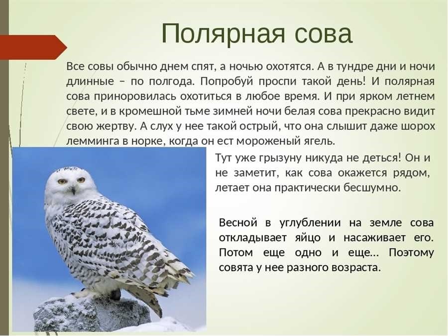 Колония полярной совы жизнь поведение и особенности обитания в арктике